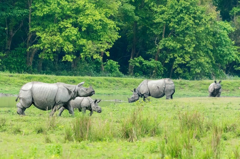 Kaziranga-National-Park-in-Assam.jpg