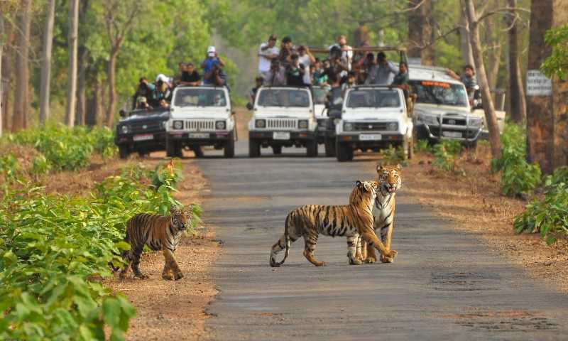 Tadoba.jpg